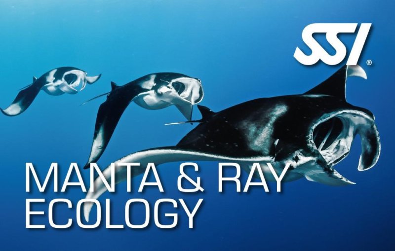 Certification Card of Manta & Ray Ecology
