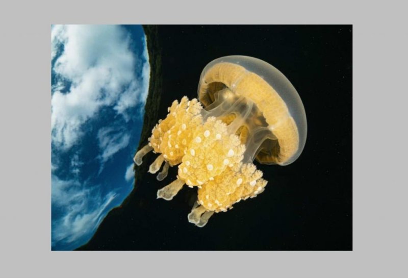 1st place DEEP Indonesia 2020
(c) Enrico Somogyi | UnderwaterCompetition.com