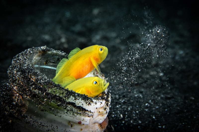 2nd place DEEP Indonesia 2020
(c) Miguel Ramirez | UnderwaterCompetition.com