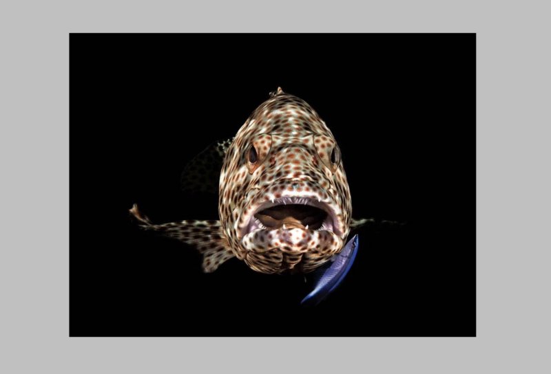 3rd place DEEP Indonesia 2020
(c) Ferenc Ifj. Lörincz | UnderwaterCompetition.com