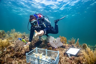 Reef Restoration: Propagated Corals Resist 2023 Caribbean Heatwave