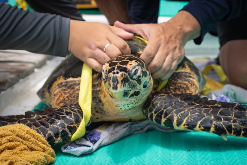 Research team measuring and tagging a sea turtle during fieldwork in Costa Rica