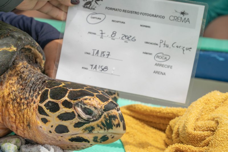 Sea turtle monitoring data recorded beside a turtle aboard a research boat