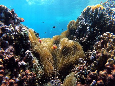 Love Corals? 10 Scuba Diving Destinations You Must See
