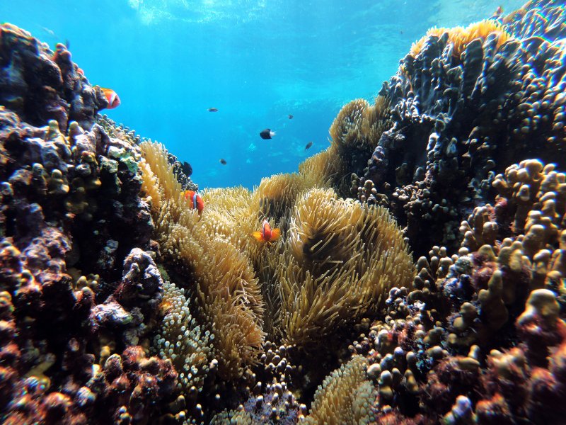 Love Corals? 10 Scuba Diving Destinations You Must See