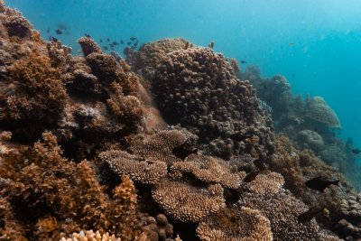 SSI x Edges of Earth: Discover Tanzania’s Best-Kept Secret: Chumbe Island