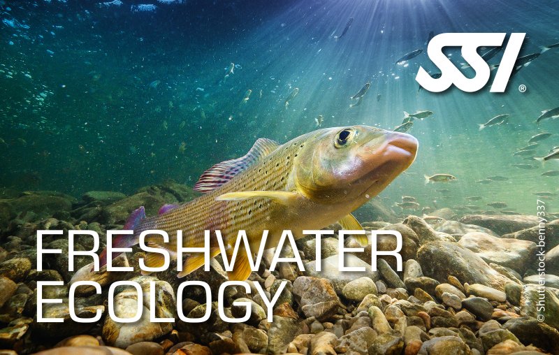 Discover the New SSI Freshwater Ecology Specialty