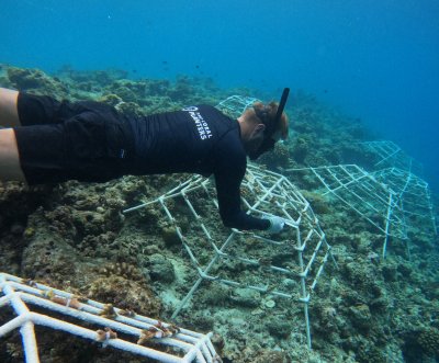 Coral Reef Education: From Nurseries to Classrooms