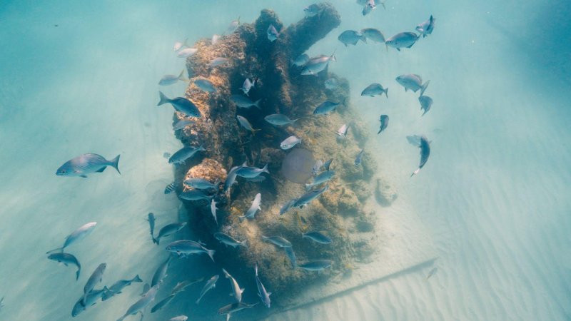 Reef fish gathering around a Guardians of the Reef habitat structure