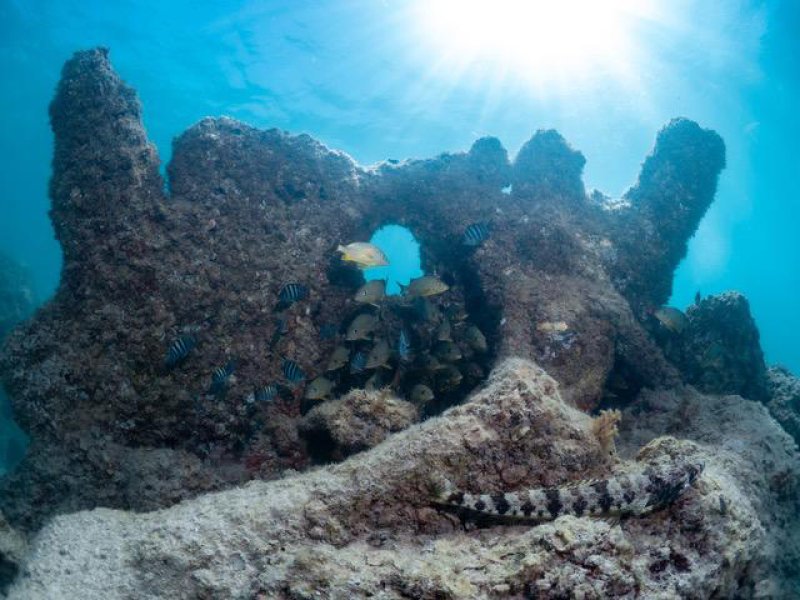 Marine life colonizing a Guardians of the Reef structure as fish move through the habitat