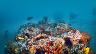 Guardians of the Reef: Why Divers Matter to Reef Restoration