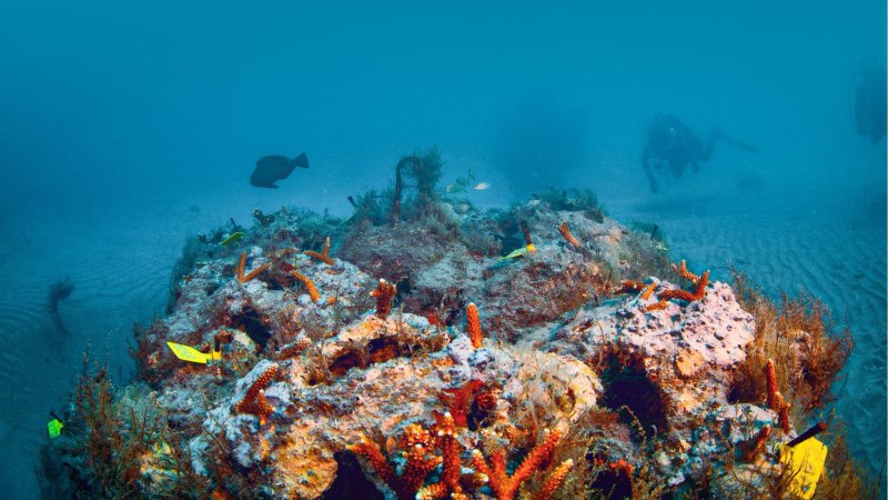 Guardians of the Reef: Why Divers Matter to Reef Restoration