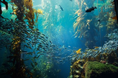 Exploring the Kelp Forests in California: A Diver’s Guide