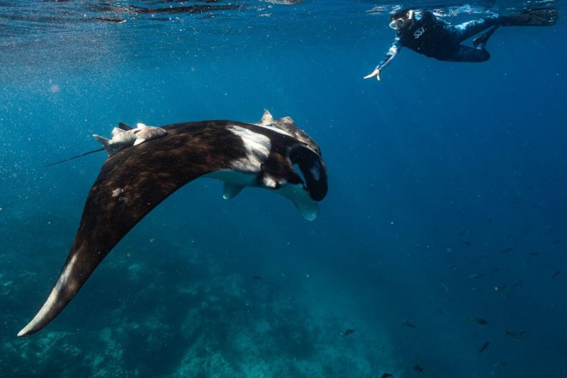 Snorkeling for Beginners: Expert Tips to Start Strong