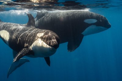 How to Become a Diver with No Experience: Step-by-Step Guide