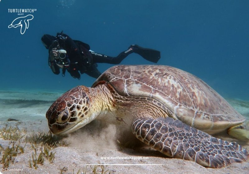 Sea Turtle Conservation: How TurtleWatch Egypt 2.0 Protects Red Sea Turtles
