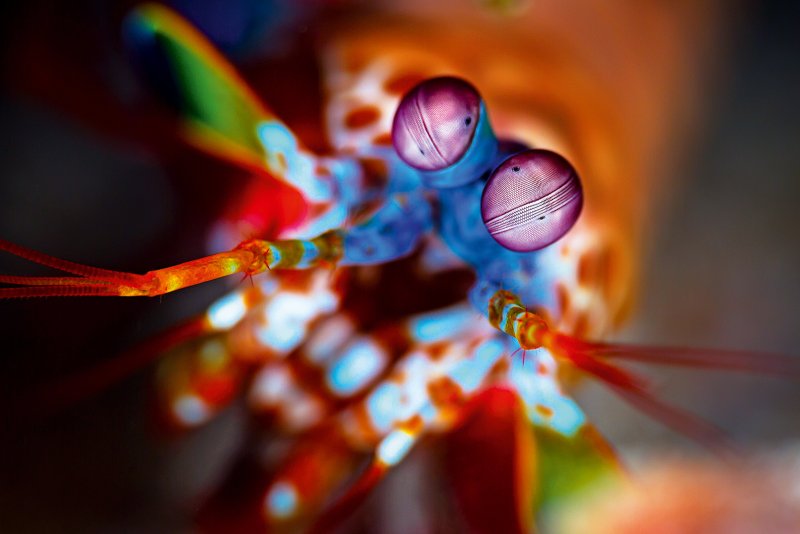 Peacock mantis shrimp displaying bright colors beside its burrow