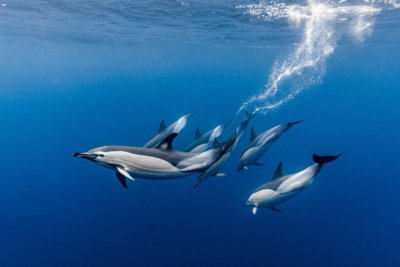 Diving the Azores: The Wild Heart of the Atlantic