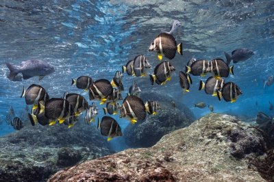 SSI x Edges of Earth: Why Diving Christmas Island is Like Nothing Else