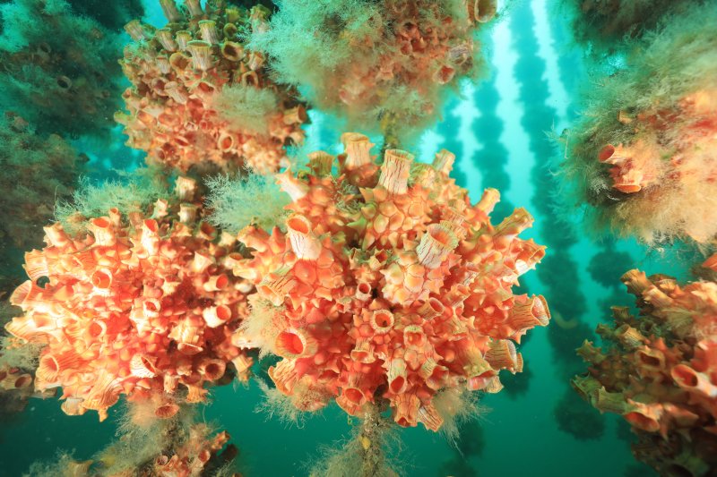 Miyagi Diving Service High Bridge