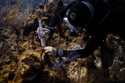 SSI x Edges of Earth: Belize Fights to Save Reefs from SCTLD