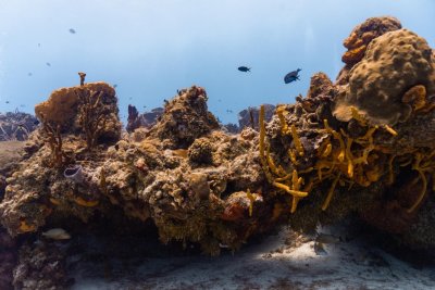 What is the Role of Artificial Reefs in Marine Conservation?