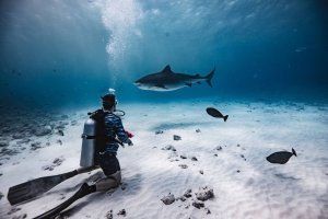 Fuvahmulah dykkerguide: Havliv og hvornår man skal besøge