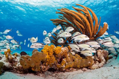 15 Good Environmental News Stories To Start Your Year Right