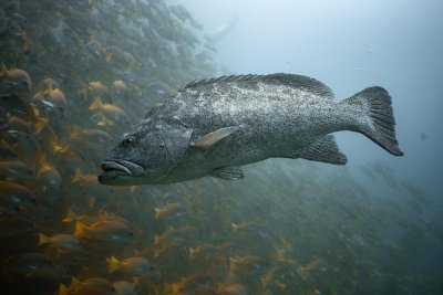 SSI x Edges of Earth: Diving Pristine Oceans in Cabo Pulmo