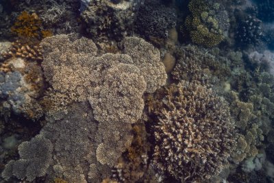 SSI x Edges of Earth: Discover Tanzania’s Best-Kept Secret: Chumbe Island