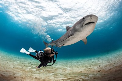 Join the Great Shark Snapshot & Help Save Sharks