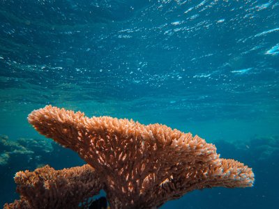 Simple Ways to Help Save the Oceans (That Actually Work)