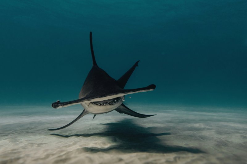 Hammerhead shark cruising near a volcanic pinnacle in the Socorro Islands