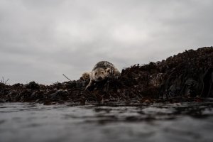 法恩群岛潜水苏格兰最佳灰海豹潜水地点