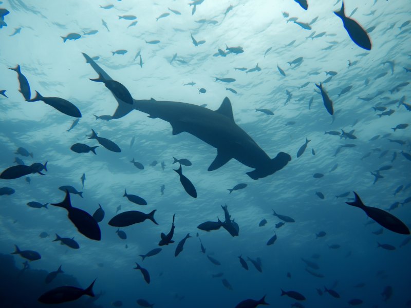 hammerhead shark beside a deep Red Sea reef wall