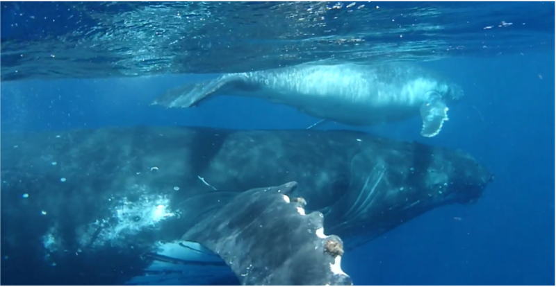 Humpback whale underwater during Christopher Hokkanen's dive in Tonga