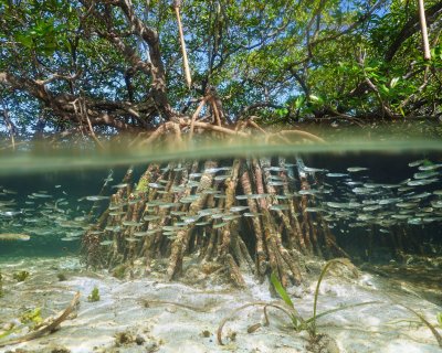 Why Mangroves Matter: Discover These Spectacular Ocean Forests