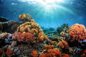 Scuba Diving in Bali: The Ultimate Guide to Diving in Paradise