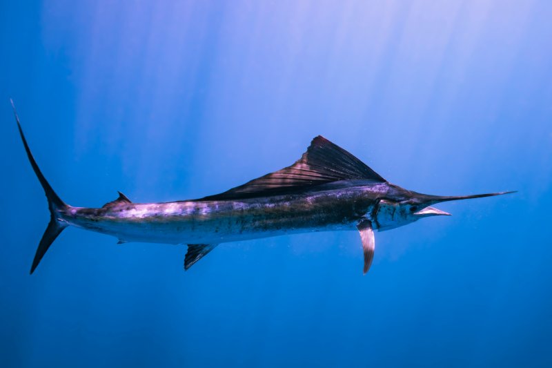 Fastest Sea Creatures: 10 Ocean Animals Built for Speed