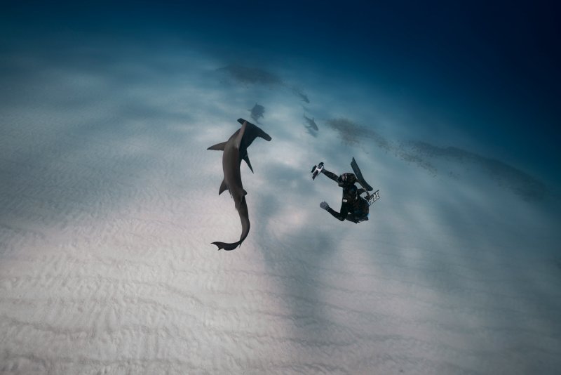 Diver filming a hammerhead sharks in clear blue water