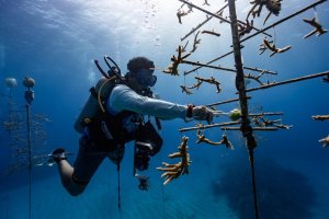 Benefits of Marine Reserves: What Divers Should Know