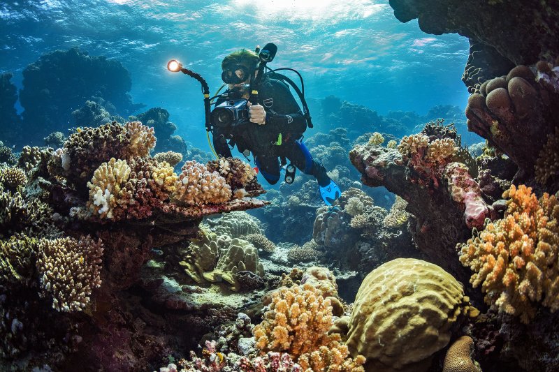 Scuba diver exploring a recovering coral reef with healthy marine life