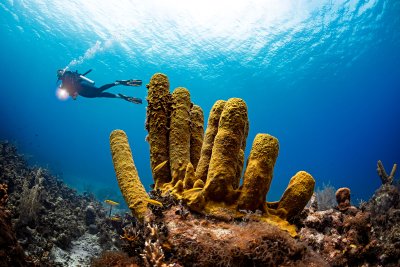 Marine Ecology Courses: 10 SSI Specialties for Divers