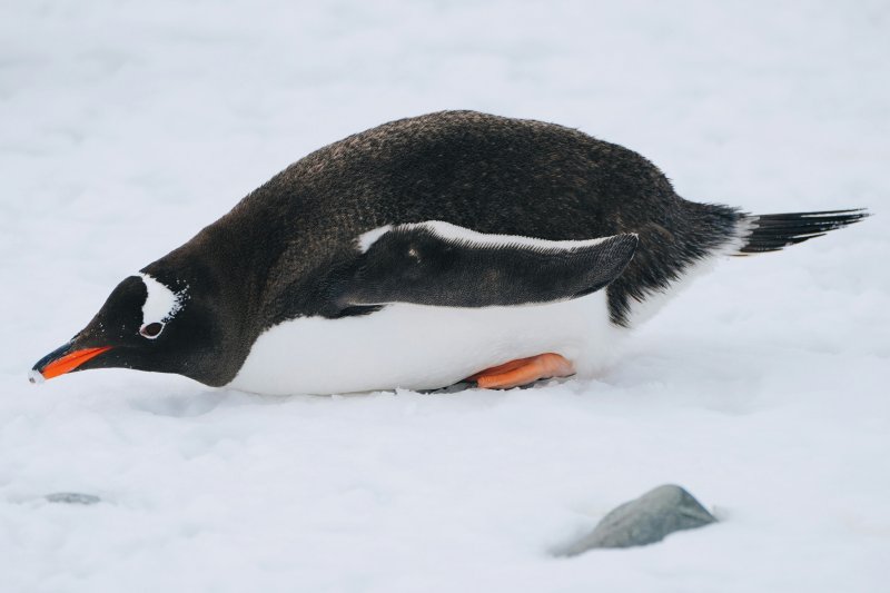 Gentoo penguin gliding on ice