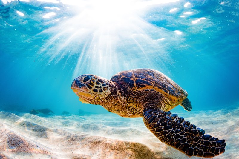 iStock-ShaneMyersPhoto