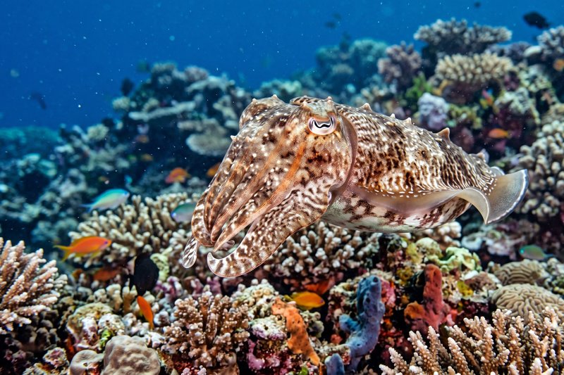 Camouflaged reef fish blending into its underwater surroundings