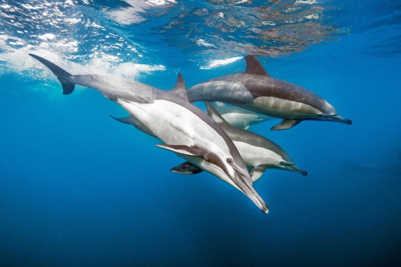 Common dolphins riding a bow wave in open water