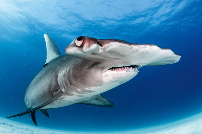 Close up of a Hammerhead Shark
