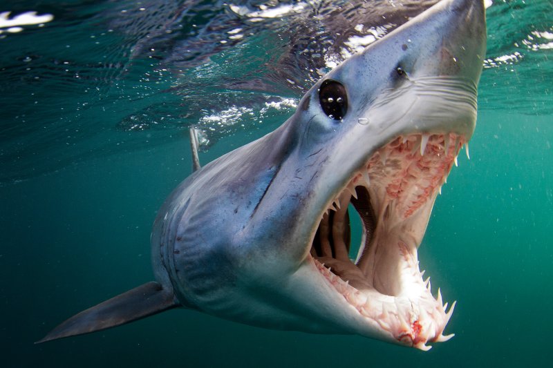 Shortfin mako shark swimming through open ocean water with an open mouth