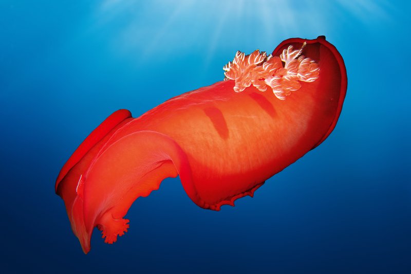 Colorful nudibranch in clear blue water as an example of strange underwater animals